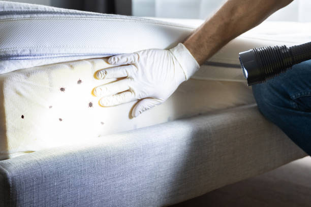 Best Wasp Removal Services  in New London, CT