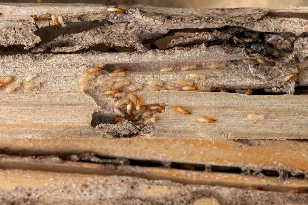 Best Spider Control Near Me  in New London, CT
