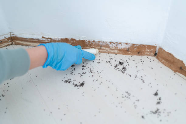 Best Ant Control Services  in New London, CT